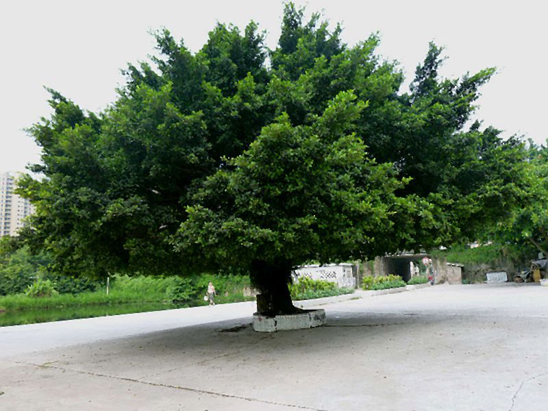 156.jpg