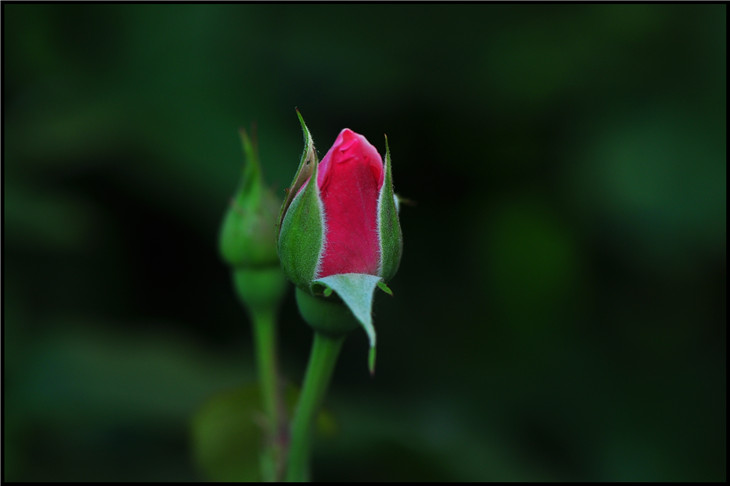 DSC_0882.jpg