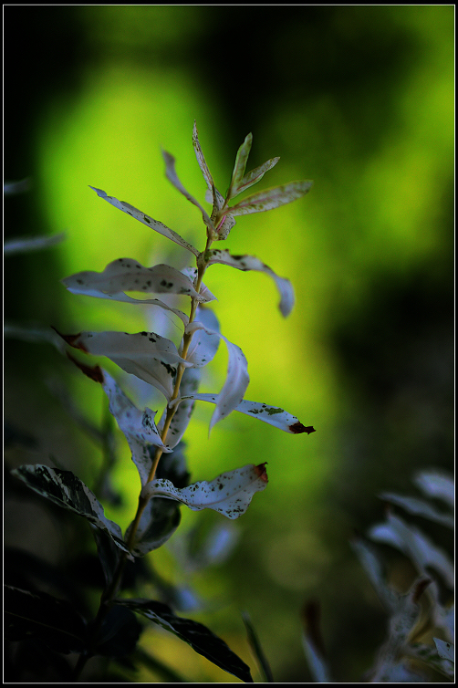 DSC_7599.JPG