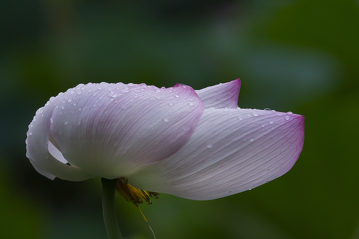 DSC_5975.jpg