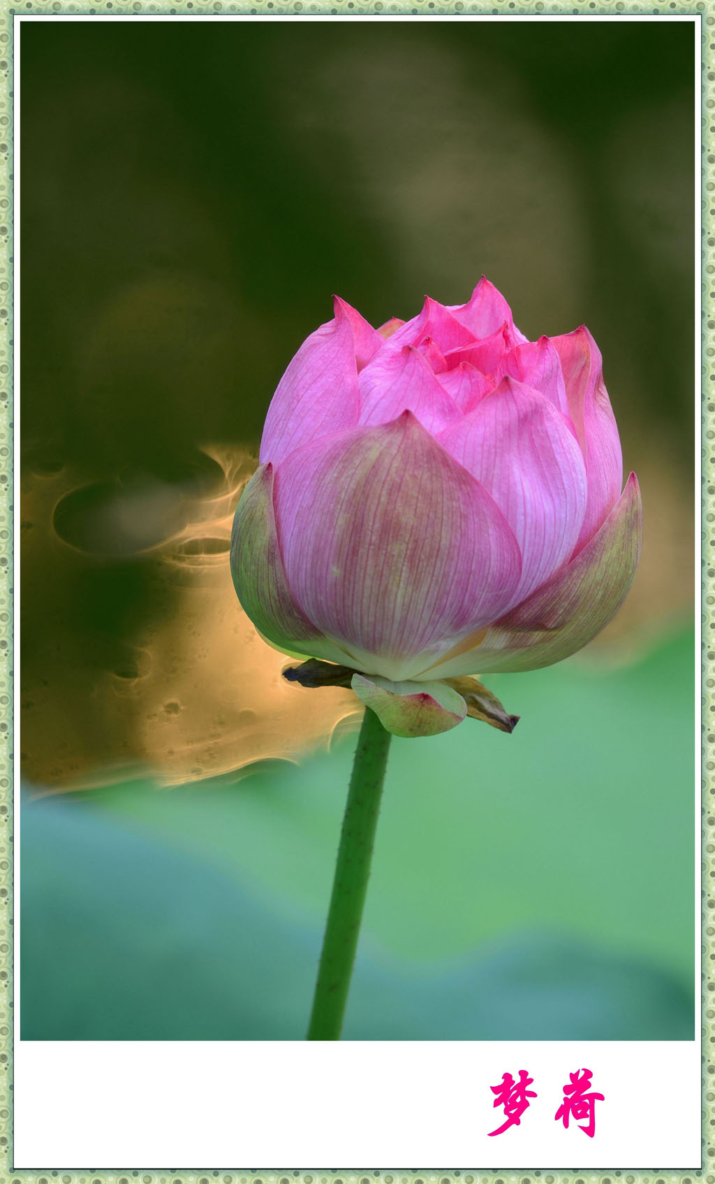 DSC_3479_conew1.jpg