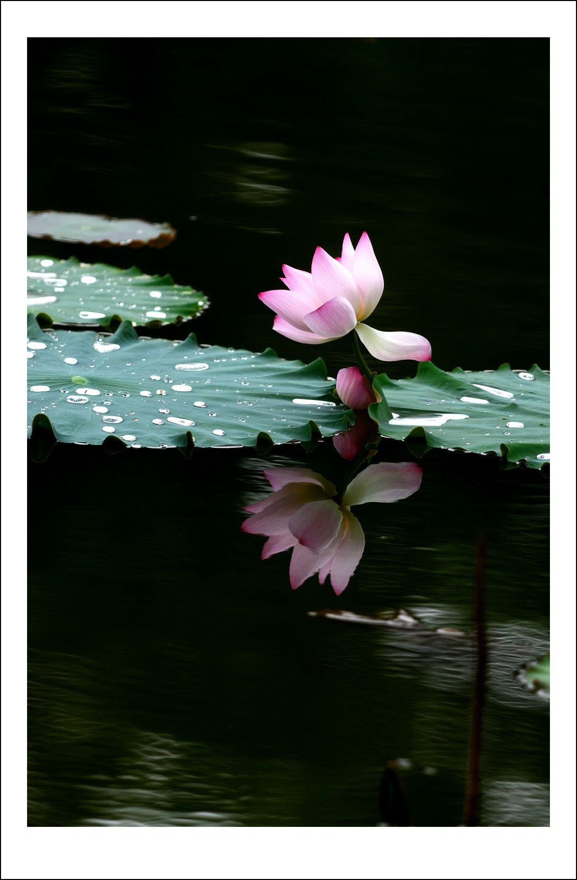 DSC_2959_conew1.jpg