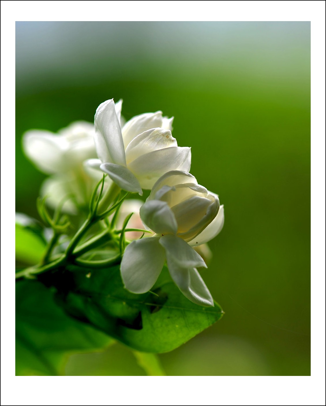 DSC_5452_conew1.jpg