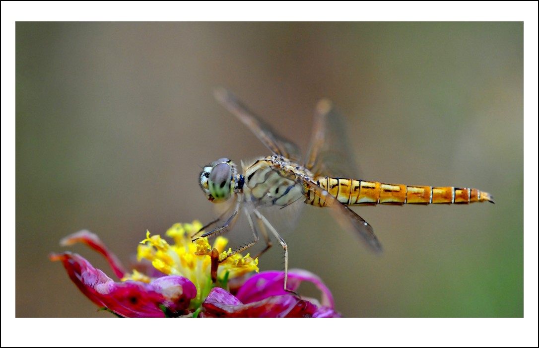 DSC_6914_conew1.jpg