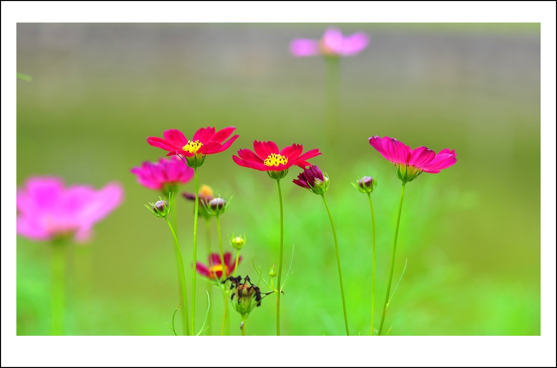 DSC_6251_conew1.jpg