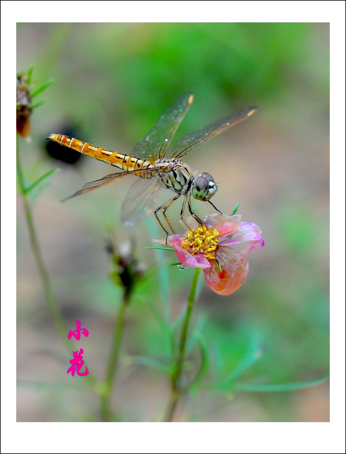 DSC_6637_conew2.jpg
