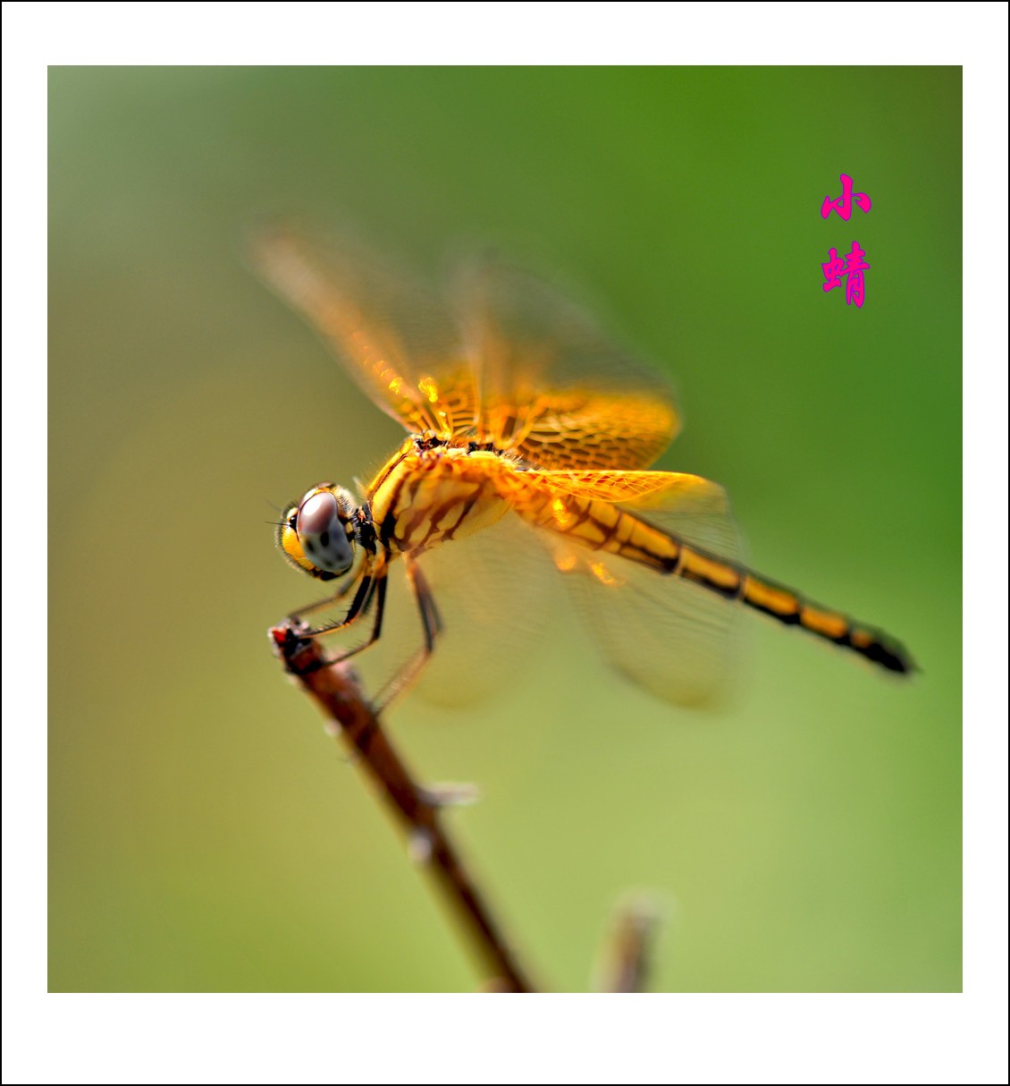 DSC_1883_conew1.jpg