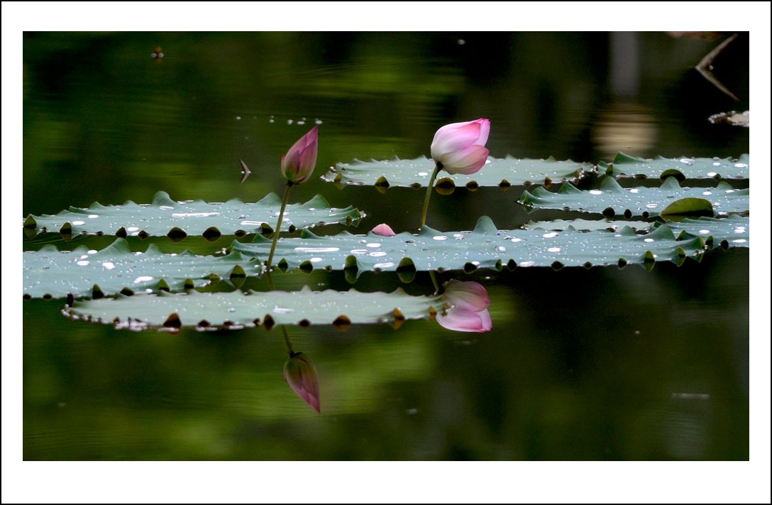 DSC_3045_conew1.jpg