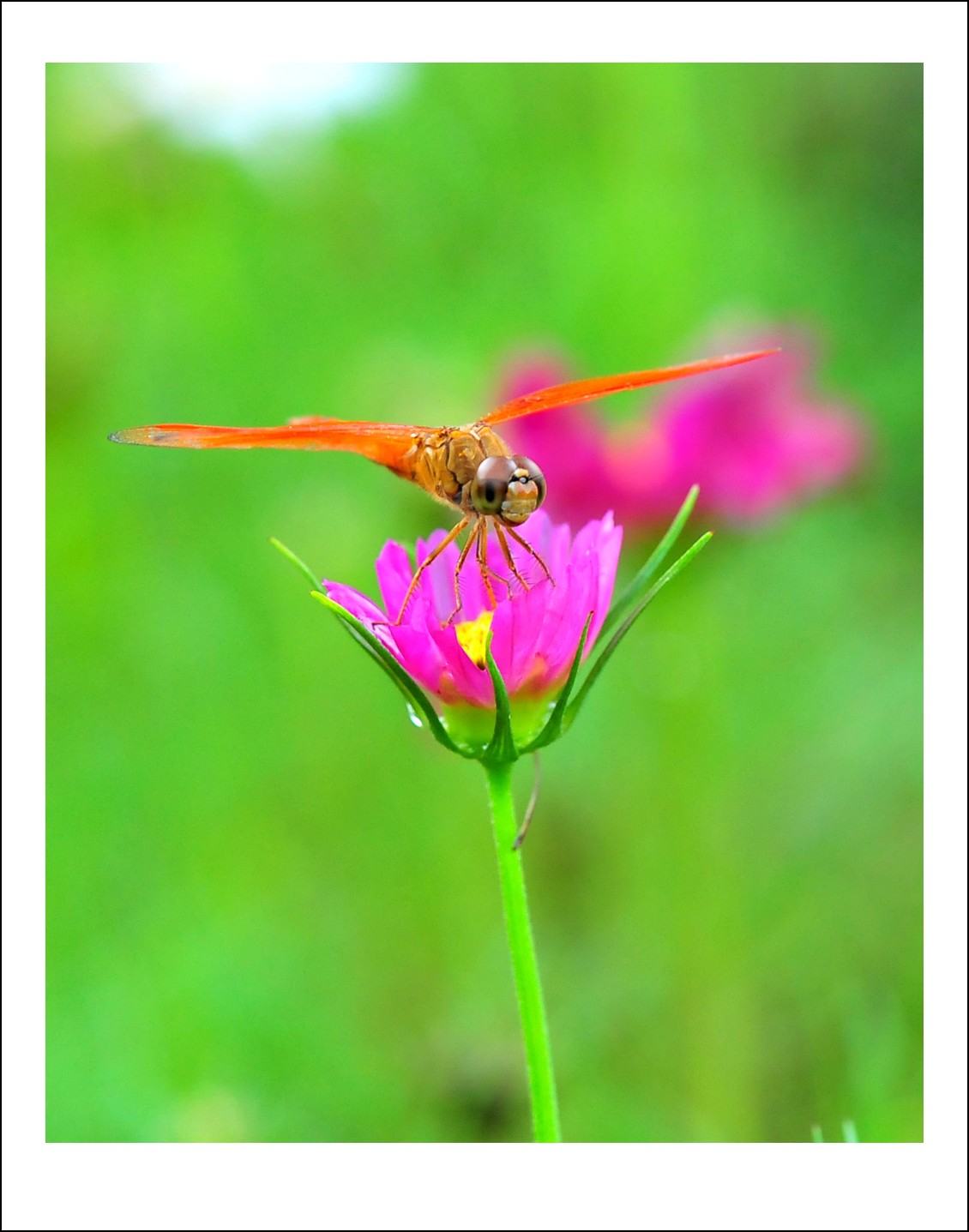 DSC_6551_conew1.jpg