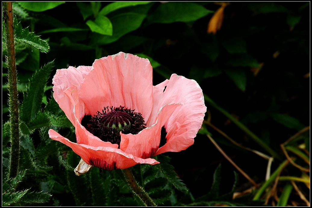 DSC_0705.jpg