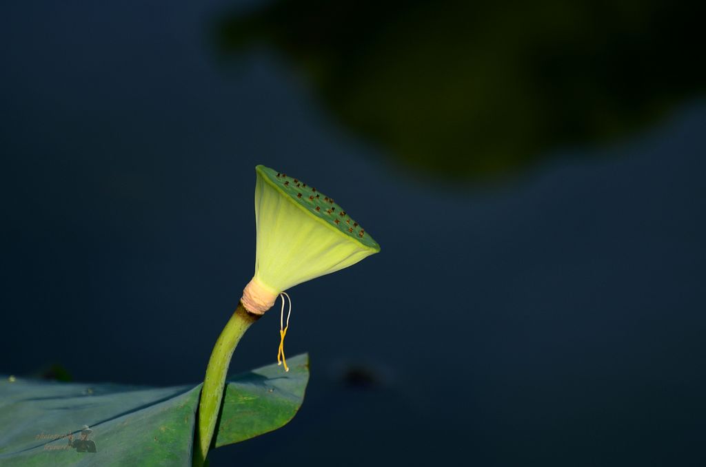 DSC_0575.JPG