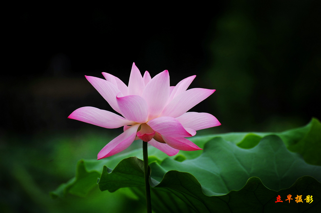 DSC_4984_����.jpg