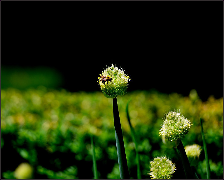 DSC_5885-2_.jpg