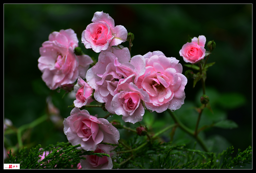 DSC_3421_.jpg