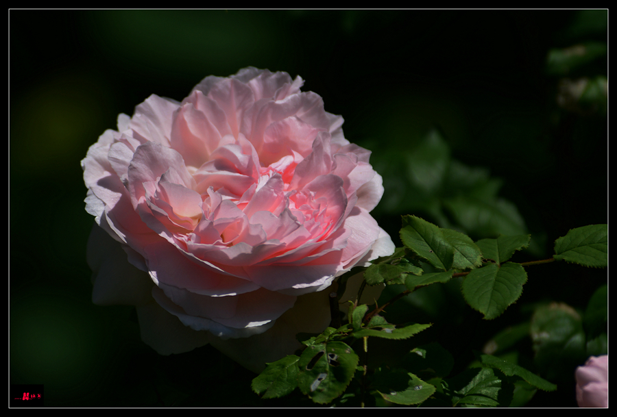 DSC_2359_.jpg