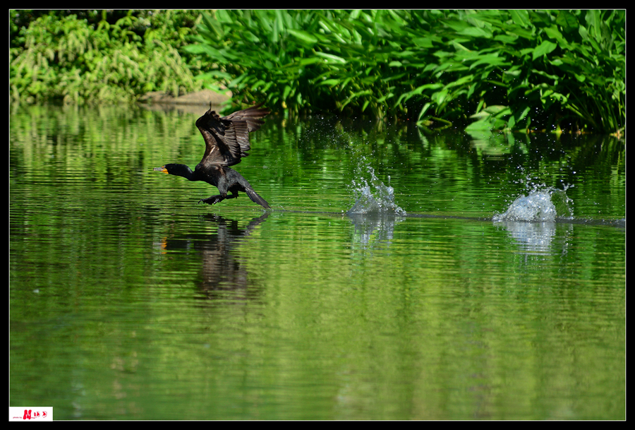 DSC_2557_.jpg
