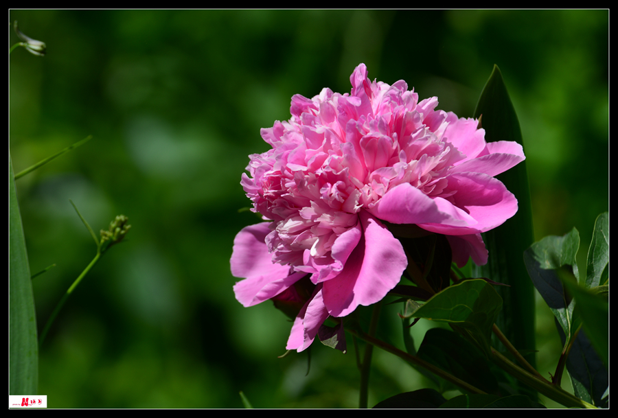 DSC_1416_.jpg