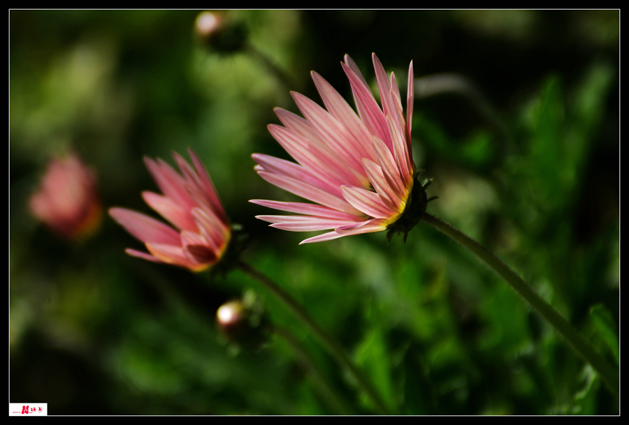 DSC_7244__.jpg