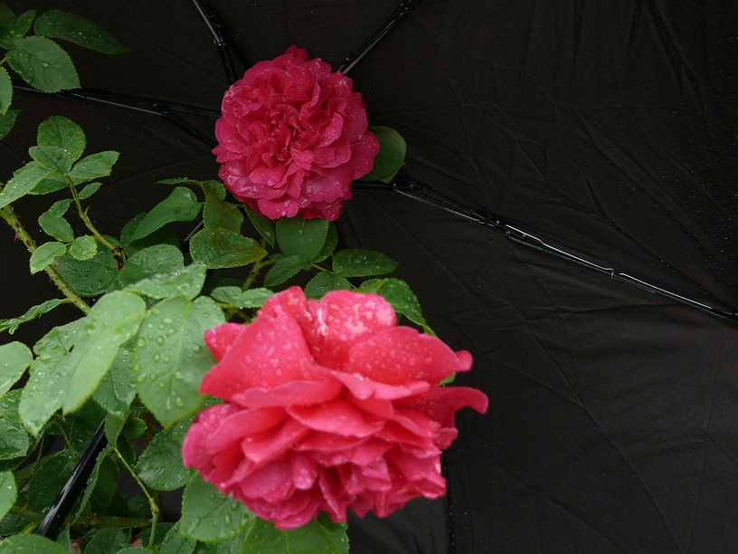 L1590597.JPG
