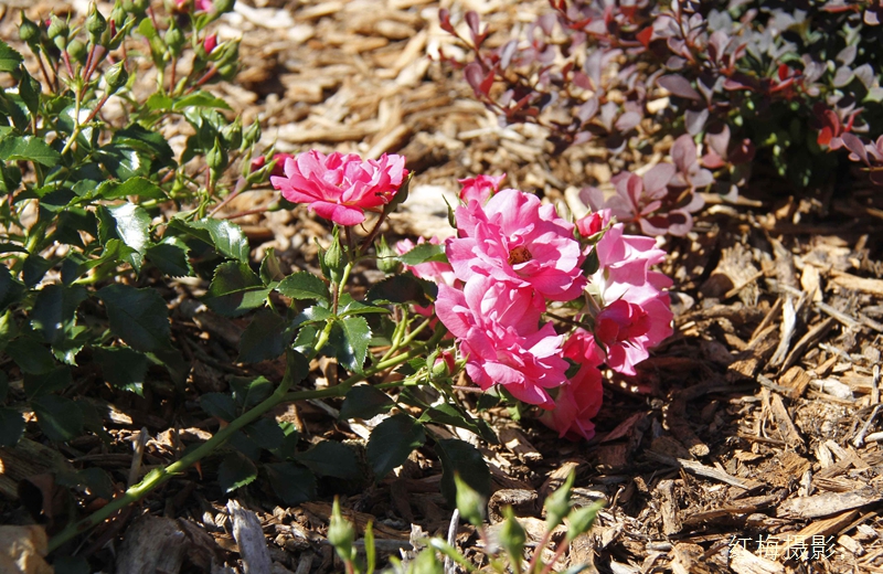 _MG_0086.JPG