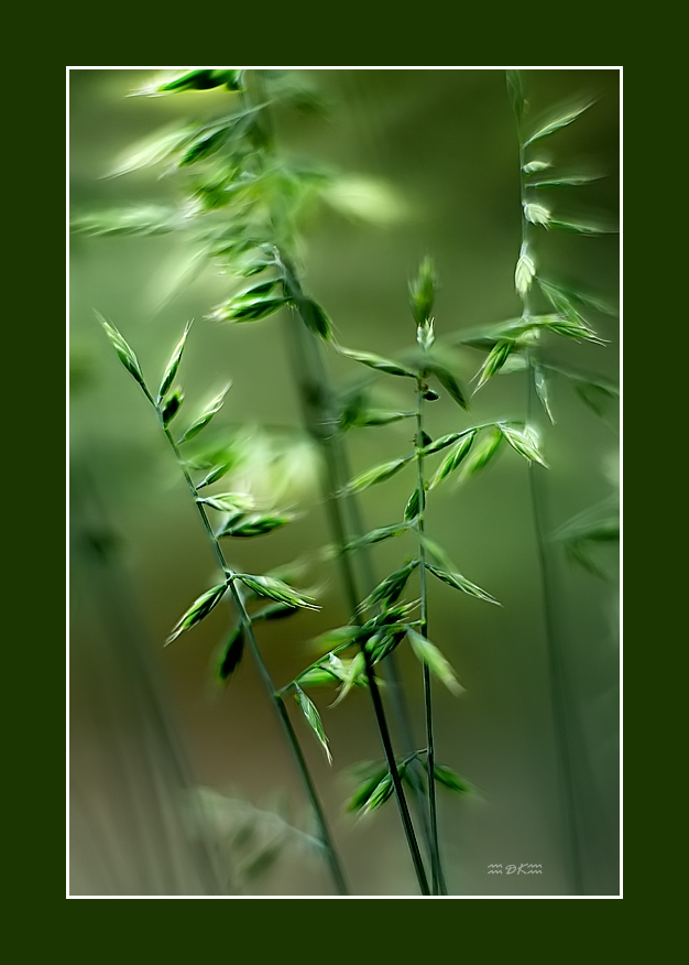 DSC_6442C.jpg