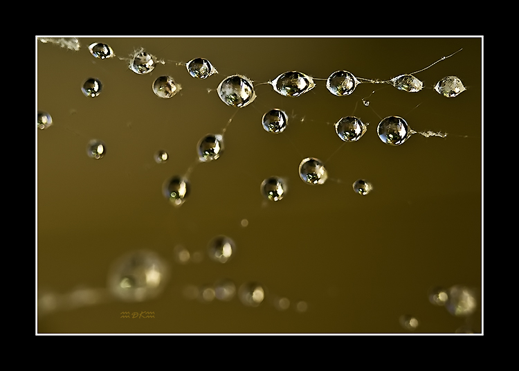 DSC_6269C1.jpg