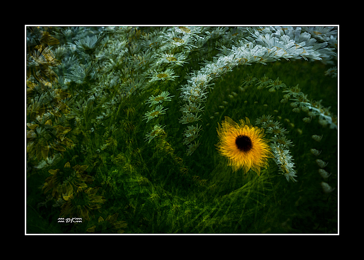 DSC_7266C.jpg