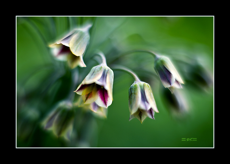 DSC_6430C1.jpg