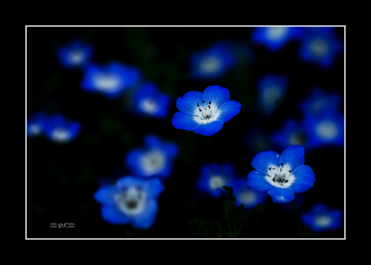 DSC_6476C1.jpg