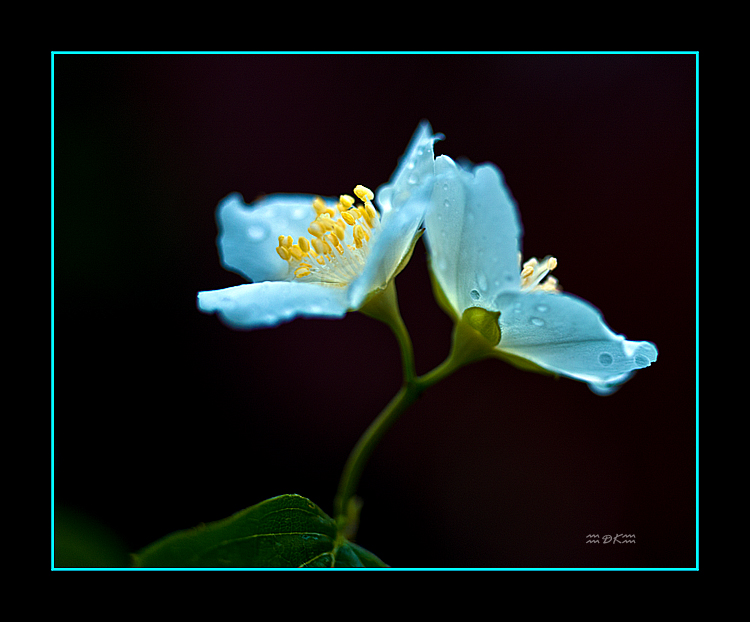 DSC_6357C.jpg