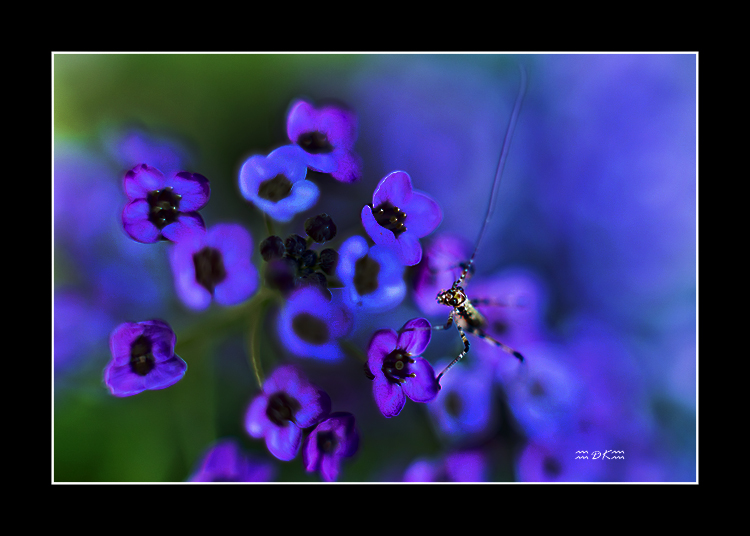 DSC_6535C.jpg