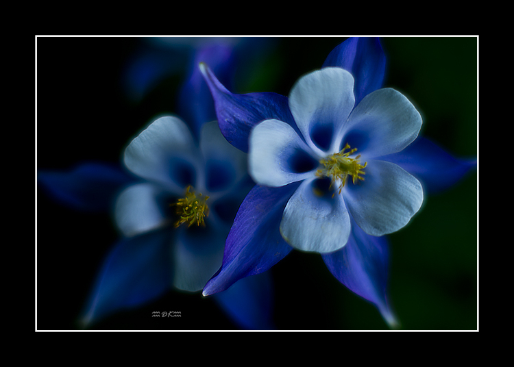 DSC_6444C1.jpg