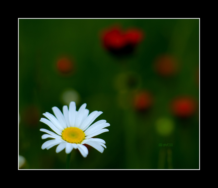 DSC_6770C1.jpg