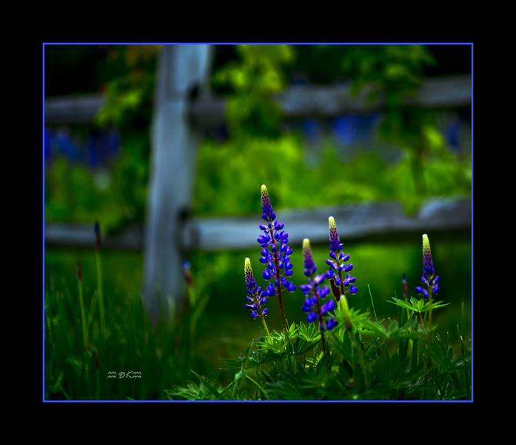 DSC_6630C1.jpg