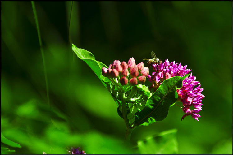 _DSC9265.jpg