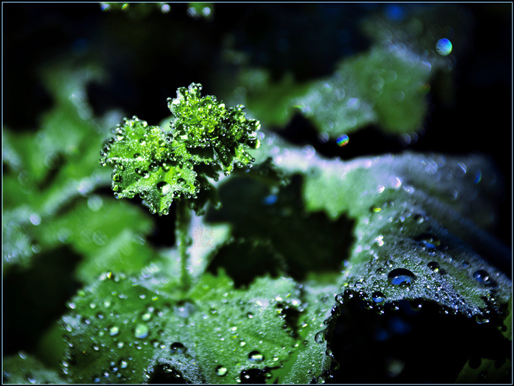 _DSC8620a_.jpg