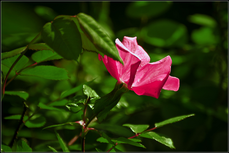 _DSC0686_.jpg