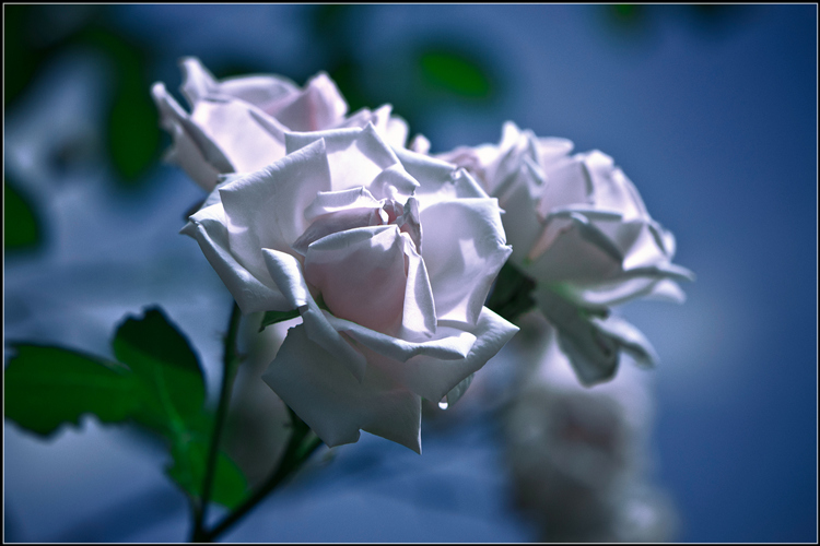 _DSC3358__.jpg