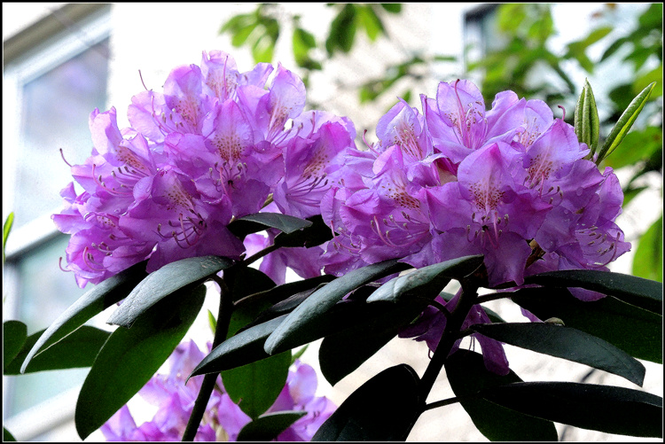 DSCN2868.jpg