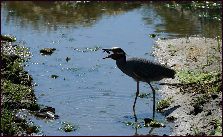 DSC_2590tom.jpg