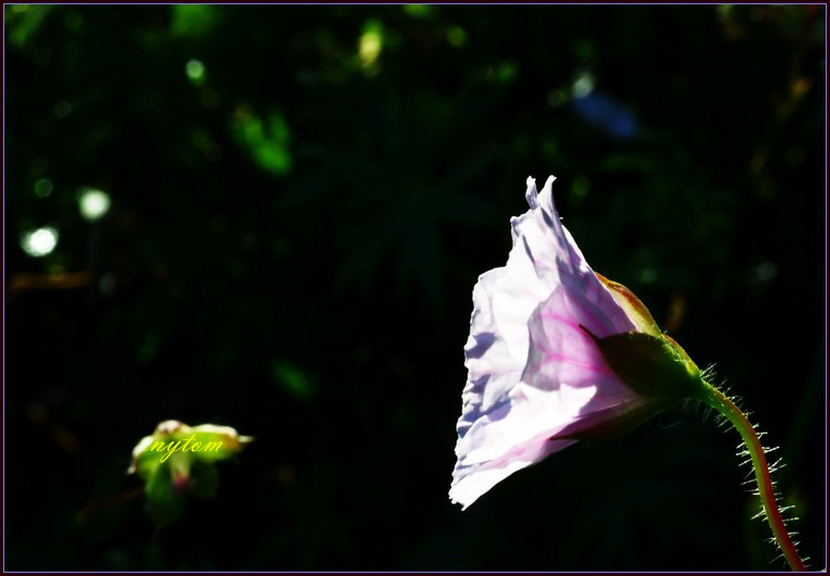 DSC_2652tom.jpg