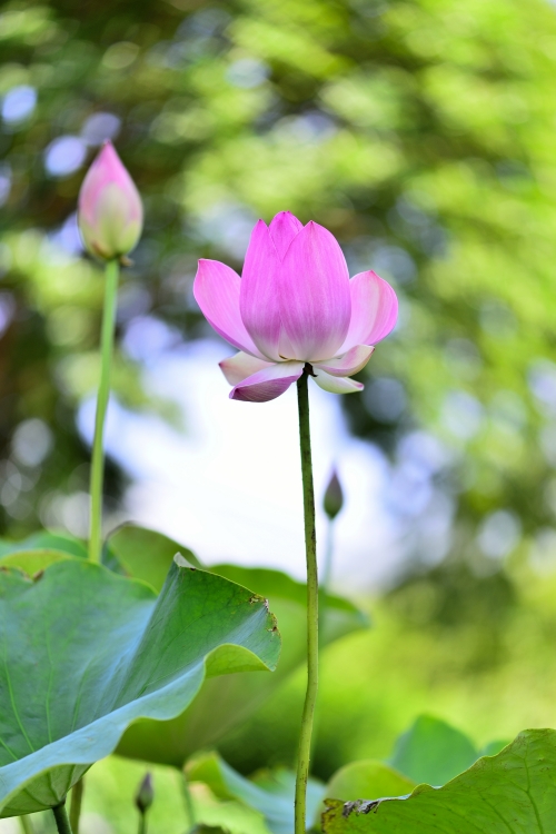_DSC8149_01.JPG