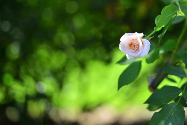 _DSC5142_01.JPG