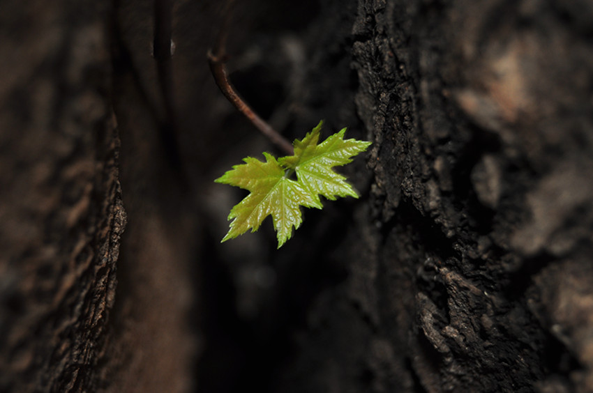 DSC_0558_.jpg