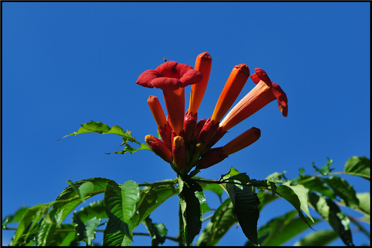 DSC_0965.jpg