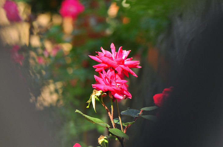 DSC_0003_.jpg