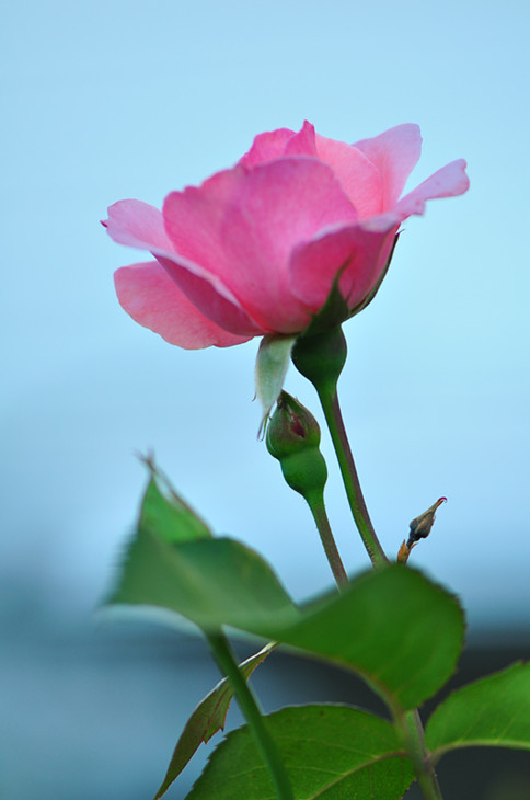 DSC_0890_.jpg