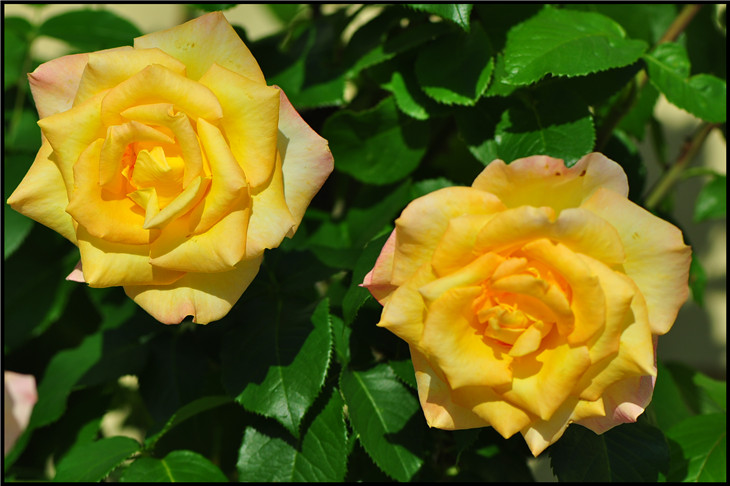 DSC_0516.jpg