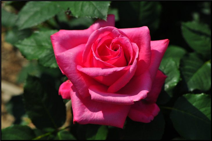 DSC_0294.jpg