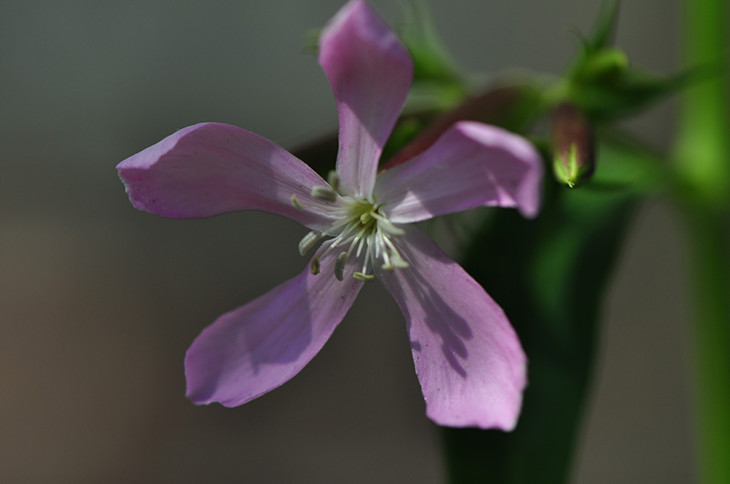 DSC_0036_.jpg